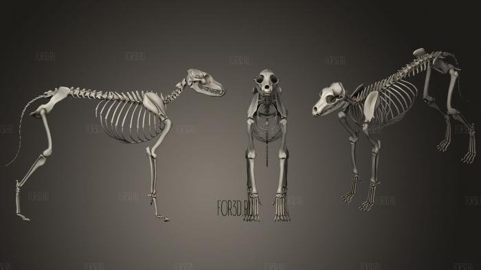 Dog Skeleton 3d stl модель для ЧПУ